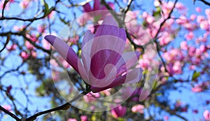 Magnolia blossom. Beautiful magnolia flower against blue sky background.