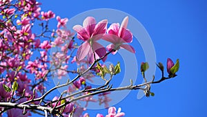 Magnolia blossom. Beautiful magnolia flower against blue sky background.