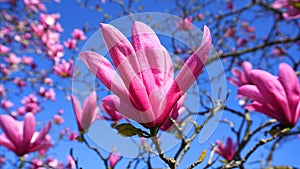 Magnolia blossom. Beautiful magnolia flower against blue sky background.