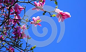 Magnolia blossom. Beautiful magnolia flower against blue sky background.