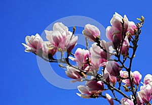 Magnolia blossom. Beautiful magnolia flowers against blue sky background.