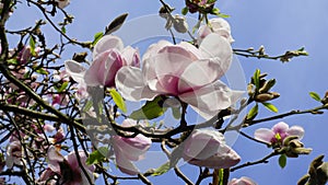 Magnolia blossom. Beautiful magnolia flowers against blue sky background close up.