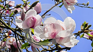 Magnolia blossom. Beautiful magnolia flowers against blue sky background close up.