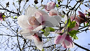 Magnolia blossom. Beautiful magnolia flowers against blue sky background close up.