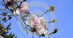 Magnolia blossom. Beautiful magnolia flowers against blue sky background close up.