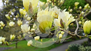 Magnolia blossom. Beautiful yellow flowering magnolia close up. Chinese Magnolia denudata Yellow River `Fei Huang` with big deli