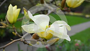 Magnolia blossom. Beautiful yellow flowering magnolia close up. Chinese Magnolia denudata Yellow River `Fei Huang` with big deli
