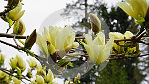 Magnolia blossom. Beautiful yellow flowering magnolia close up. Chinese Magnolia denudata Yellow River `Fei Huang` with big deli