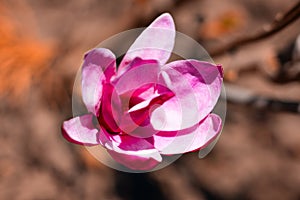 Magnolia blossom on blurred background, spring flowers.