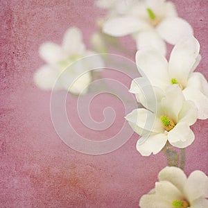 Magnolia blossom on a branch