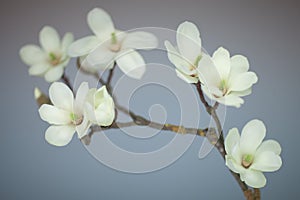 Magnolia blossom on a branch