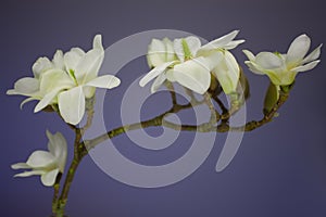 Magnolia blossom on a branch