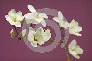 Magnolia blossom on a branch