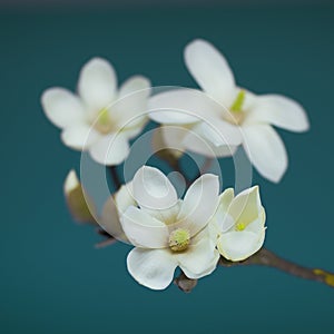 Magnolia blossom on a branch