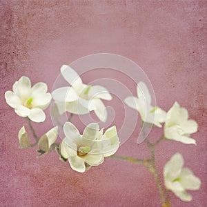 Magnolia blossom on a branch