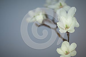 Magnolia blossom on a branch