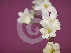 Magnolia blossom on a branch