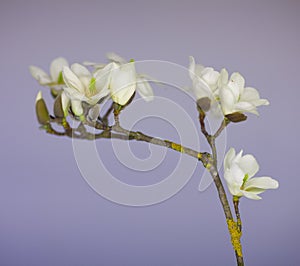 Magnolia blossom on a branch