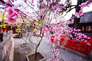 Magnolia in blossom at chinese buddihst temple