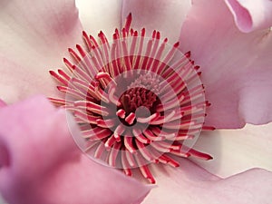 Magnolia blossom - Detail
