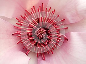 Magnolia blossom - Detail