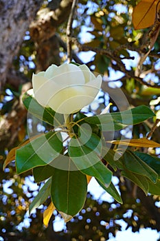 Magnolia blossom flower from Generalife Garden of Alhambra Palace in Granada City. Spain.