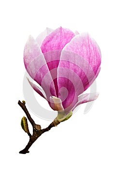 Magnolia blossom isolated