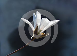 Magnolia blossom, Magnolia L