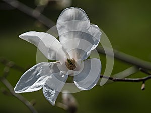 Magnolia blossom, Magnolia L.