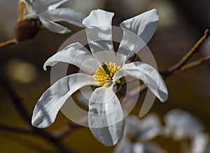 Magnolia blossom, Magnolia L