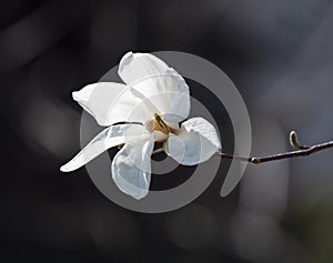 Magnolia blossom, Magnolia L