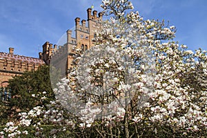 Magnolia blossom in the old garden.