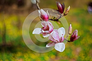 Magnolia blossom park spring