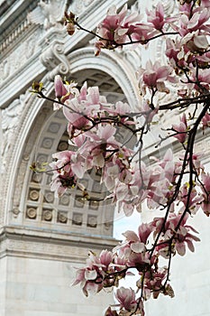 Magnolia blossom with pink flowers and white sakura in New York. Washington square arch with flowers.