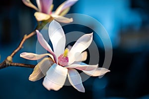 Magnolia blossom with pistil. Beautiful white and pink magnolia blossem with stamp against blue background