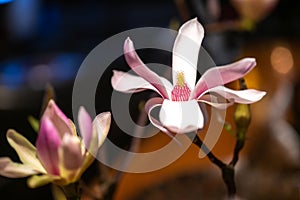 Magnolia blossom with pistil. Beautiful white and pink magnolia blossem with stamp against blue and brown backgroundblue