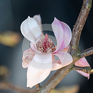 Magnolia blossom with pistil, opened white and pink petals on twig in spring. Blurred dark background.