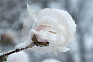 Magnolia blossom on the snow in May