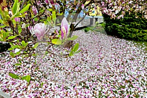 Magnolia blossom in spring