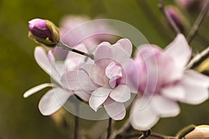 magnolia blossom spring garden. beautiful flowers, spring background pink flowers. magnoli. tender pink flowers. warm april
