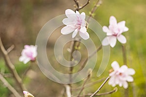 magnolia blossom spring garden. beautiful flowers, spring background pink flowers. magnoli. tender pink flowers. warm april