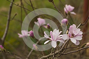 magnolia blossom spring garden. beautiful flowers, spring background pink flowers. magnoli. tender pink flowers. warm april