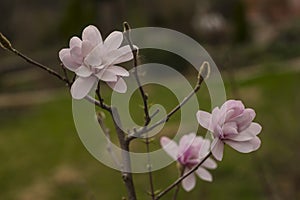 magnolia blossom spring garden. beautiful flowers, spring background pink flowers. magnoli. tender pink flowers. warm april