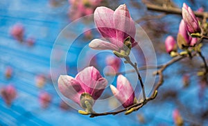 Magnolia blossom in spring. Plant flowers with blue sky on background