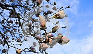 Magnolia blossom tree against blue sky background. Beautiful magnolia flowers.