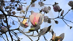 Magnolia blossom tree against blue sky background. Beautiful magnolia flowers.