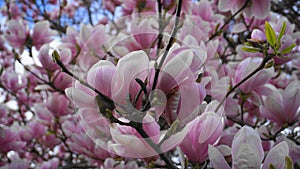 Magnolia blossom tree. Beautiful magnolia flowers.