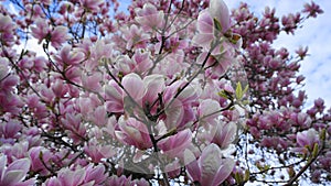 Magnolia blossom tree. Beautiful magnolia flowers.