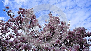 Magnolia blossom tree. Beautiful magnolia flowers.