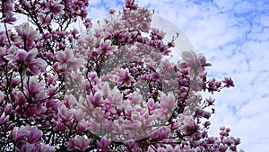 Magnolia blossom tree. Beautiful magnolia flowers.